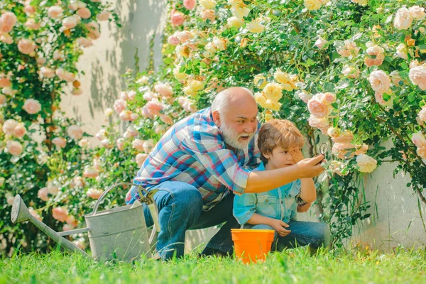 Büyükbaba ve torun bahçede güllerle eğleniyorlar. Aile kuşağı ve ilişkiler kavramı. Küçük çocuk ve ailesiyle bahçe işleri.. — Stok fotoğraf