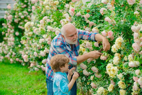 Садоводство - Дедушка садовник в солнечном саду посадки роз. Дедушка работает в саду возле цветочного сада. Садоводство с детьми . — стоковое фото