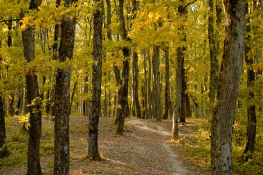 sonbahar parkı. Sonbahar renkli arka plan. Yaprak yapraklar.