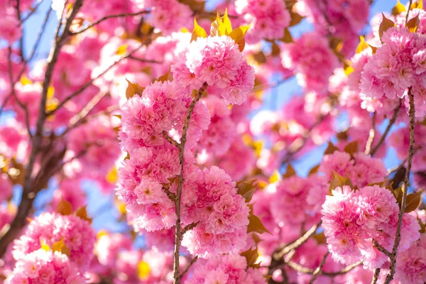 Fiore di ciliegio. Bella scena naturale con albero in fiore e giornata di sole. Sacura ciliegio . — Foto Stock