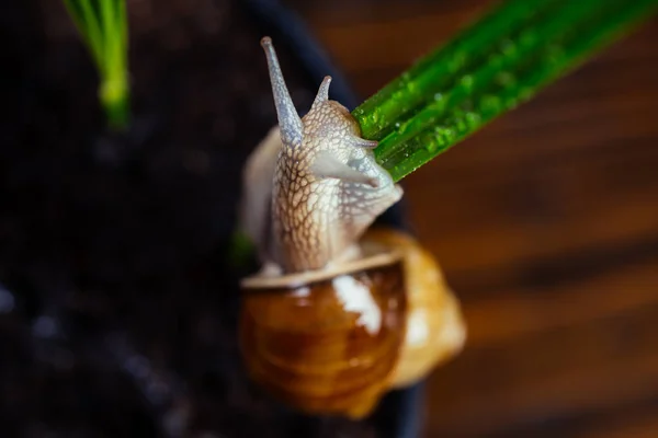 Cosmetologie Beauty procedure. Genezing slijm. Cosmetica en slak slijm. Slak Farm concept. Schattige slak in de buurt van groene plant. Natuurlijke remedies. Schattige slak close-up. Kleine slijm met shell plant pot — Stockfoto