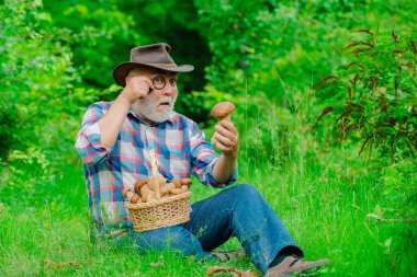 Mantar topluyorum. Mantar kovasında mantar avlayan mutlu büyükbaba. Bir sepet mantarlı ve şaşırmış bir yüz ifadesi olan büyükbaba..