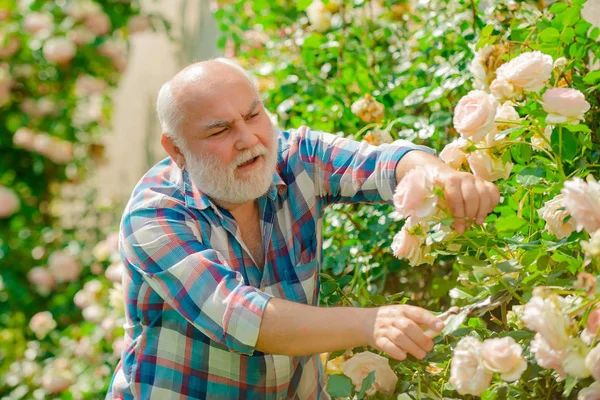 Flor rosa cuidado y riego. Jardinería del abuelo. Pasatiempos y ocio. — Foto de Stock