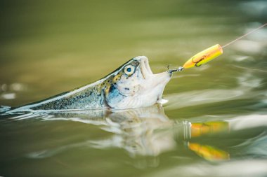 Steelhead gökkuşağı alabalığı. Alabalık avlamak için uç. Kahverengi alabalık balık ağına yakalandı.
