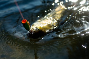 Kahverengi alabalık balık ağına takılıyor. Başarılı balıkçılık kavramları. Oltayla büyük bir balık yakalamak. Balık avlamak için uç. Steelhead gökkuşağı alabalığı.