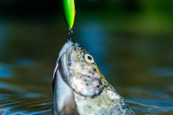 Vliegvissen-methode voor het vangen van forel. Regenboogforel op een haak. Vissen op de haak. Vliegvissen op forel. Rivier vlag op de haak. sportvissen. — Stockfoto