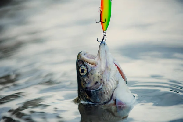 Sportvissen. Vliegvissen-methode voor het vangen van forel. Vissen met draaiende molen. Vissen vangen haken. Regenboogforel op een haak. — Stockfoto