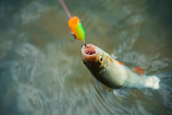 Fiske med snurrande rulle. Bass Fishing. Begreppen framgångsrikt fiske. — Stockfoto
