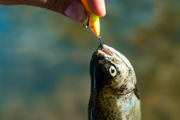 Coger un pez grande con un caña de pescar. Trucha. Pesca. Trucha arco iris Steelhead. Coge un pez. Trucha marrón atrapada en red de pesca . —  Fotos de Stock
