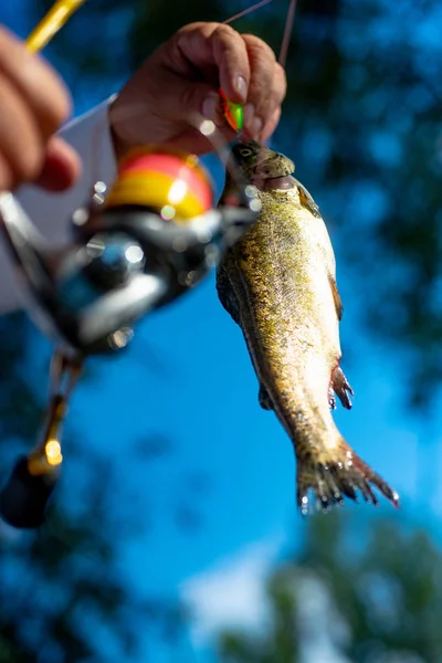 Bruine forel gevangen in visnet. Vliegvissen. Visser en trofee forel. Vlieg staaf en spoel met een bruine forel uit een beek. — Stockfoto