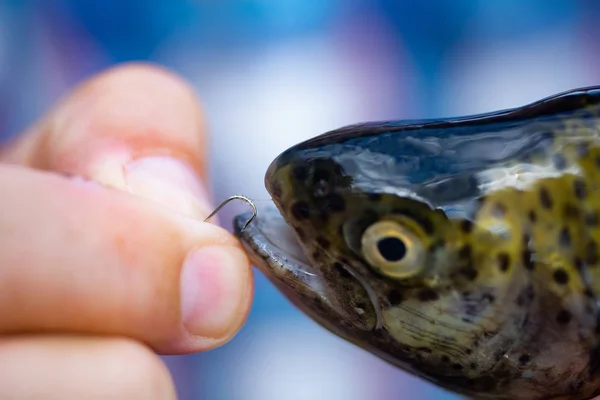 小川から茶色のマスでロッドとリールをフライ。フックに魚マス。茶色のマスを持ってるブラウンマスの魚. — ストック写真