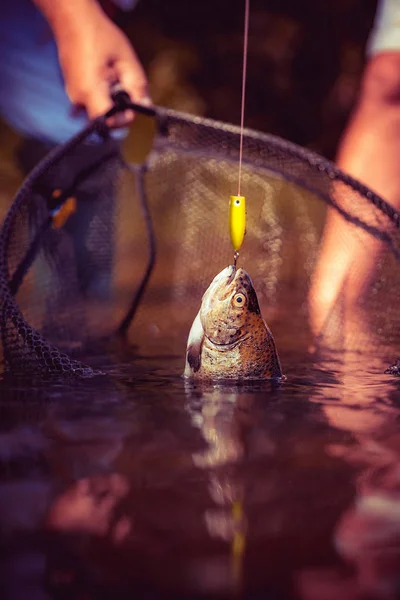 Vlieg staaf en haspel met een bruine forel uit een beek. Visforel op een haak. Het houden van bruine forel. Bruine forel vissen. Steelhead regenboogforel. — Stockfoto