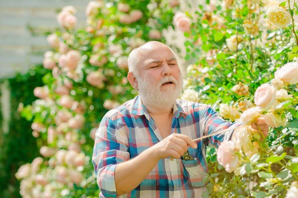 Plantando flores. Abuelo en un hermoso jardín. Hombre mayor quejándose en el jardín . — Foto de Stock