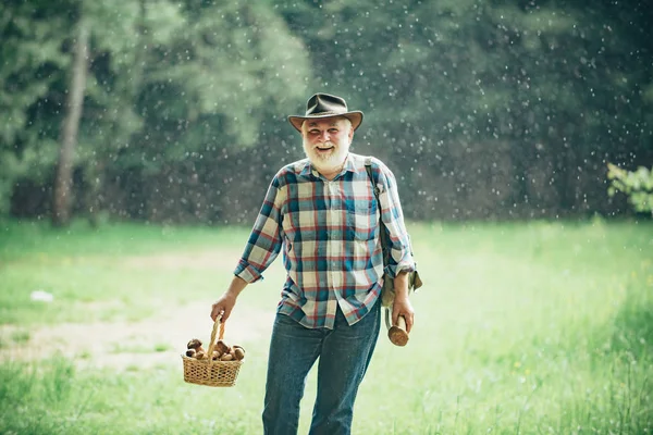Grandfather with basket of mushrooms and a surprised facial expression. Mushroom hunting. Old bearded mushroomer in summer forest. — Stock Photo, Image
