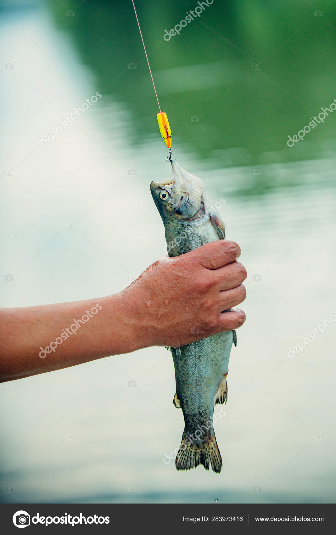 Rainbow trout on a Fish on the Fly fishing for trout