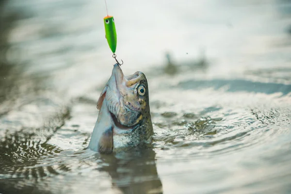 Locka fiske. Fiske-avkopplande och njuta av hobby. Fiske. Öring fisk. Fortfarande vatten öring fiske. — Stockfoto