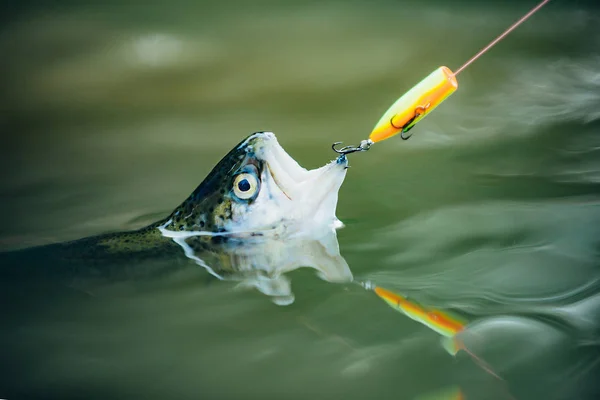 Rybář a pstruh. Ryba na háku. Rybářská metoda lovu pstruhů. Pstruh duhový na háku. — Stock fotografie