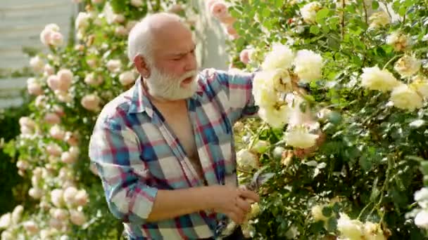 Jardinagem de jardineiro. O avô a trabalhar no jardim. Jardineiro profissional no trabalho . — Vídeo de Stock