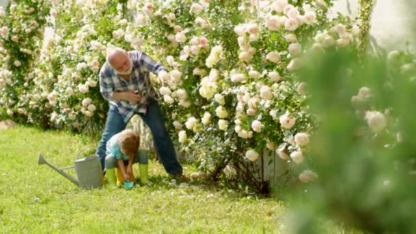 Nonno con nipote che fa giardinaggio insieme. Amo i nostri momenti in campagna - ricordate il tempo. Passatempi di giardinaggio. I bambini sono in giardino ad annaffiare le piante di rosa. Piccolo aiutante in giardino . — Video Stock