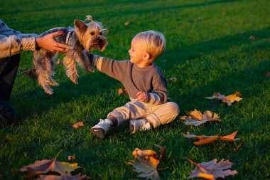 Güneşli sonbahar gününde küçük Bebek Toddler köpek ile yürümek. Sıcaklık ve coziness. Mutlu çocukluk. Tatlı çocukluk anıları. Yorkshire Terrier köpek ile çocuk oyunu. Toddler çocuk köpek arkadaşı ile sonbahar zevk