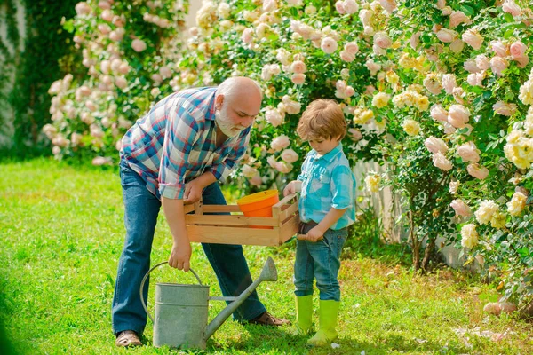 Садоводство - Дедушка садовник в солнечном саду посадки роз. Портрет дедушки и внука во время работы в саду цветов . — стоковое фото