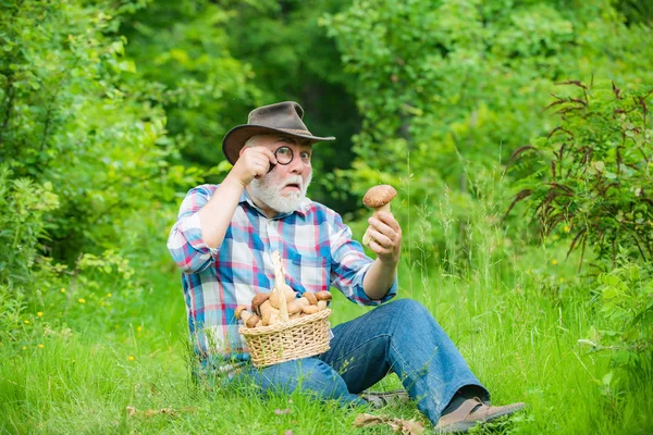 Champignon dans la forêt, homme âgé ramassant des champignons dans la forêt. Grand-père avec panier de champignons et une expression faciale surprise . — Photo