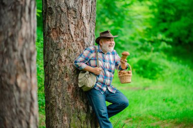 Ormanda mantar, büyükbaba yaz orman arka plan üzerinde mantar avcılık. Yaz Mantarı. Sepette mantar ile Olgun adam.