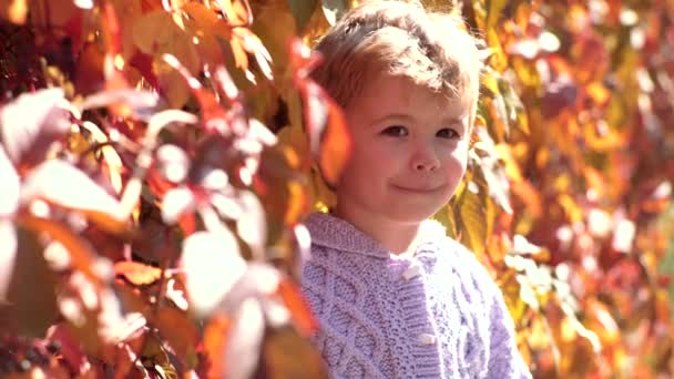 Happy kid boy walking in the Autumn Park. Fall foliage. Playing in the autumn park. Autumn child. Warm Autumn sunny weather — Stock Video