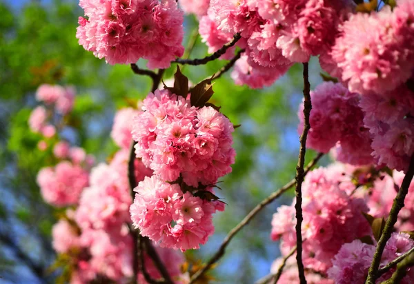 Fondo flores de primavera. Árbol de flores sobre el fondo de la naturaleza. Flores de primavera. Flor de cerezo. Cerezo de Sacura . — Foto de Stock