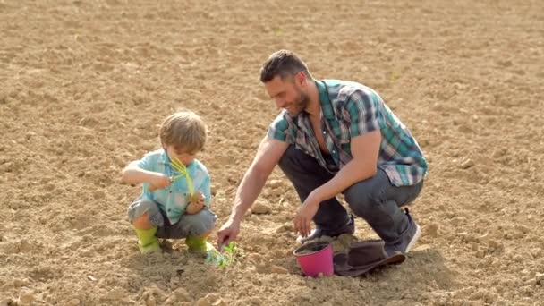 Dad and son take the vegetable on a sunny day in a garden - father and son planting in village. Eco farm worker. Eco life. Full body portrait of little boy planting in a farm. — Stock Video
