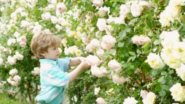 Trädgårdsskötsel hobby. Hobbyer och fritid. Lyckliga trädgårdsmästare med vårblommor. Far och son odlar blommor tillsammans. Farfar med sonson Trädgårdsskötsel tillsammans. — Stockvideo