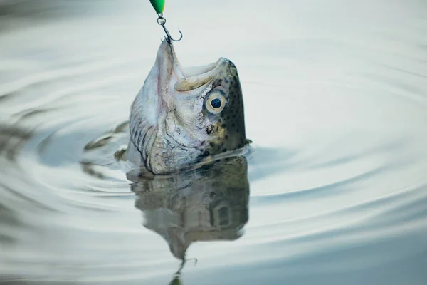 Vissen in de rivier. Vangt een vis. Concepten van succesvolle visserij. Bruine forel gevangen in visnet. — Stockfoto