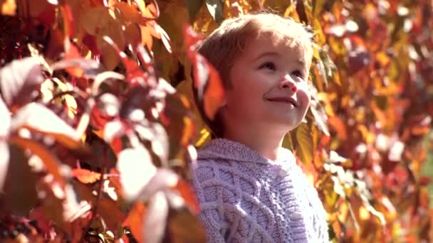 Carino ritratto all'aperto del bambino in autunno. Bellissimo bambino in maglione nella natura autunnale. Divertimento all'aperto per bambini in autunno. Bambino d'autunno . — Video Stock