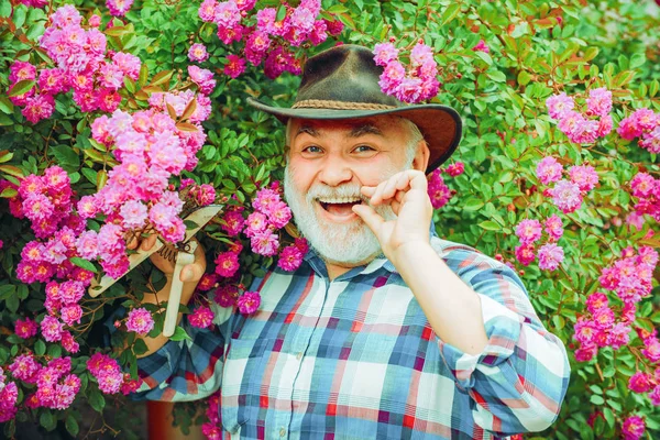 Abuelo trabajando en el jardín sobre el fondo de rosas. Abuelo disfrutando en el jardín con flores. Primavera y verano. Granjero barbudo en el parque — Foto de Stock