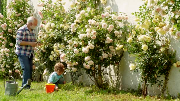 Homem sénior com neto a jardinar no jardim. Flor. Jardineiro sénior. Pai e filho cultivam flores juntos. Menino e pai sobre rosas fundo . — Vídeo de Stock