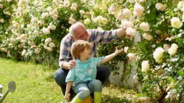 Büyükbaba ve torun. Büyükbabayla konuşmaktan hoşlanıyor. Nesil. Bahçedeki bahçıvan. Büyükbaba ve torunu güzel bir bahçede. Çiçek dikimi.
