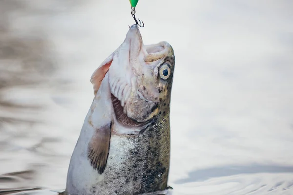 Het vangen van een grote vis met een visstok. Lokken vissen. Vliegvissen. Vissen-ontspannen en genieten van hobby. — Stockfoto