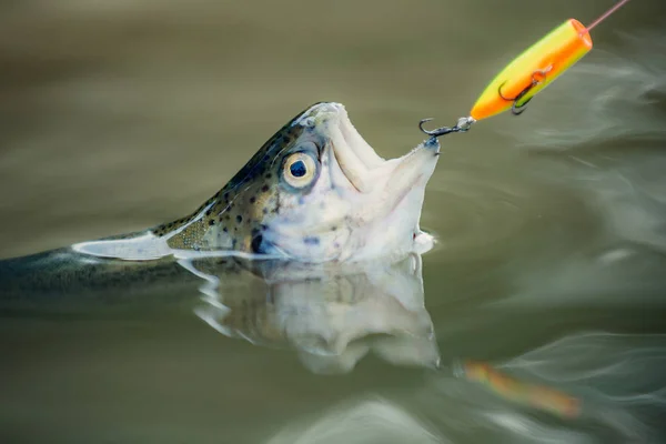 Vlieg staaf en haspel met een bruine forel uit een beek. Visser en trofee forel. Vliegvissen. — Stockfoto