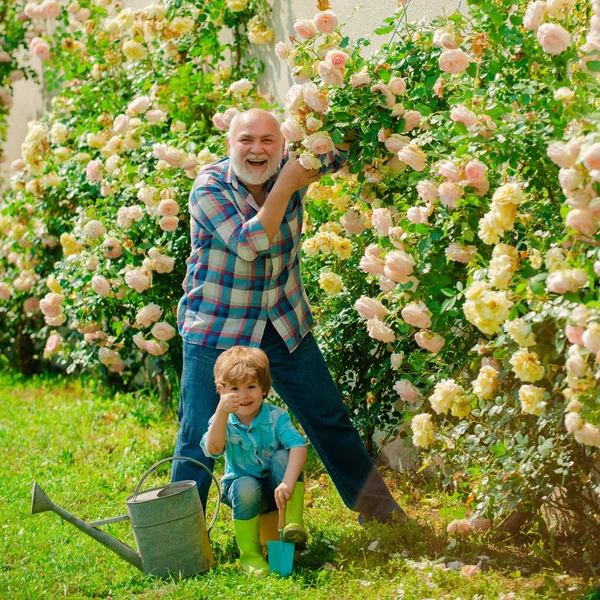 Маленький мальчик и отец на фоне роз. Поливать цветы в саду. Портрет дедушки и внука во время работы в саду цветов . — стоковое фото