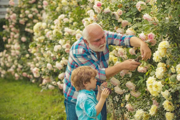 Jardinagem - Jardineiro avô no jardim ensolarado plantando rosas. Homem sénior com neto a jardinar no jardim. Jardineiro profissional no trabalho . — Fotografia de Stock