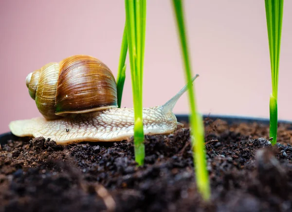 Schattige slak close-up. Kleine slijm met shell of slak in plant pot. Genezing slijm. Cosmetica en slak slijm. Cosmetologie Beauty procedure. Schattige slak in de buurt van groene plant. Natuurlijke remedies — Stockfoto