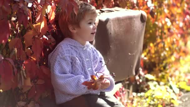 Niedlichen Outdoor-Porträt des Kindes im Herbst. Kinder werfen gelbe und rote Blätter. Warten im Herbstpark. Herbstkind. — Stockvideo