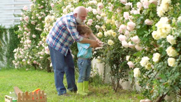 Tierra de flores. Padre e hijo cultivan flores juntos. Jardinero en el jardín. Concepto de generación y relaciones familiares. Riego de flores en el jardín. Papá enseñando plantas para el cuidado de niños . — Vídeo de stock