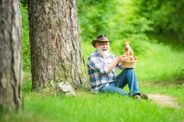 Taze topmuş bir mantar tutan mutlu adam. Yabani Mantarları Topluyor. Mantar sepeti ve sürpriz bir yüz ifadesi ile Büyükbaba.