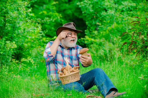 Mutlu Büyükbaba - yaz ve hobiler. Yaşlı adam yürüyor. Büyükbaba Emekli. Ormanda kıdemli yürüyüş. Mantar sepeti ve sürpriz bir yüz ifadesi ile Büyükbaba.