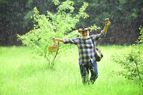 Pilze sammeln bei Regen. Opa Rentner. Seniorenwanderung im Regenwald. Sommer und Hobbys. — Stockfoto
