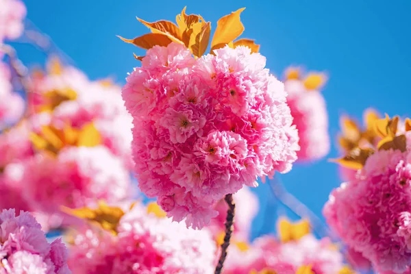 Cherry blossom. Sacura cherry-tree. Beautiful floral spring abstract background of nature. — Stock Photo, Image