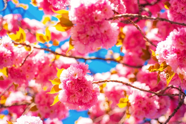 花。サキュラ桜。咲く木と晴れた日の美しい自然シーン。さくらまつり. — ストック写真