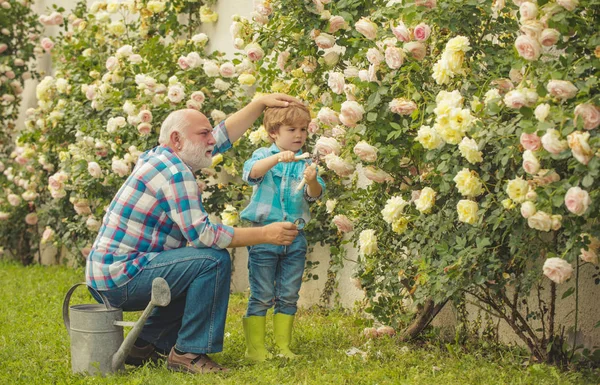 バラの花で庭で楽しむおじいちゃんと孫。夏の庭で花に水をやるかわいい男の子。花の地面. — ストック写真