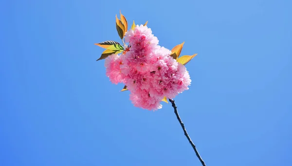 Цветок вишни. Сакура вишня. Для пасхальных и весенних поздравительных открыток с копировальным местом. Subaru Cherry Bossom Festival of Great Philadelphia — стоковое фото